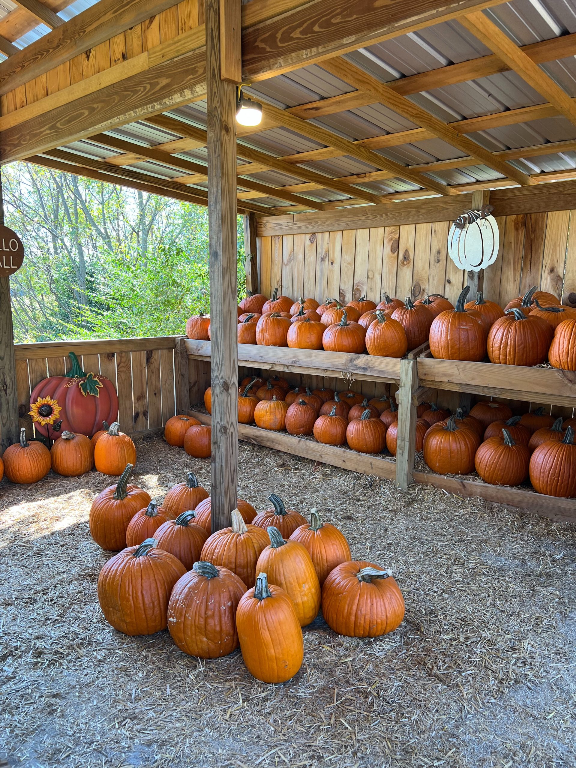 Stacks of pumpkins
